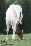 Paint horse