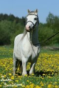 Hebec Cellwen Xeros (Zerda)